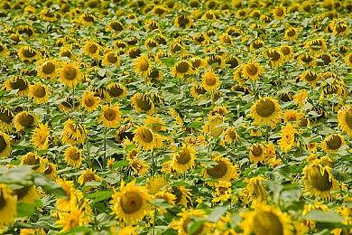 Steam最新100大显卡公布！N卡占据74%份额血洗A卡